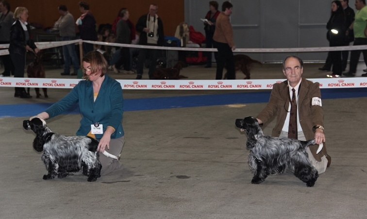 TR. CH. Chamrock bones Des grandes edennes - 1er Excellent - Classe Travail - CACS