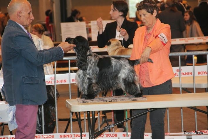 TR. CH. Flash for fantasy Des grandes edennes - 1er Excellent Classe Champion BOB mâle