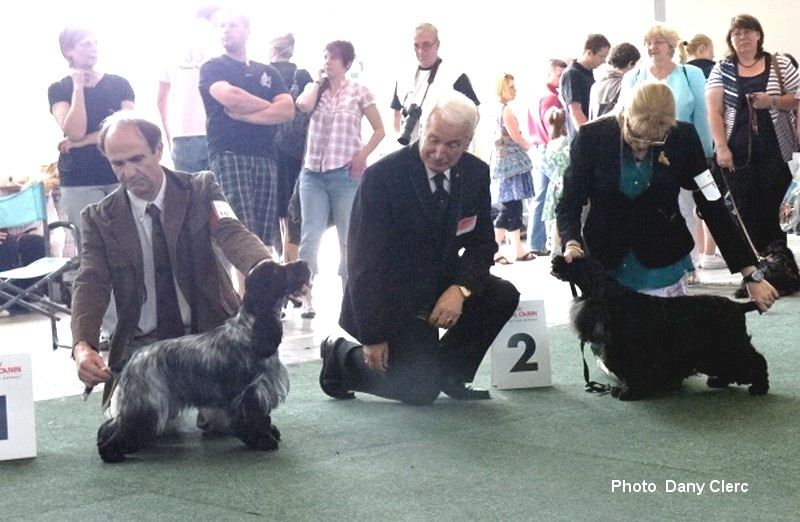 TR. CH. Full moon hazel Des grandes edennes - 1ère Excellent Classe Travail - CAC/VDH - CAC - CACIB - Meilleure Femelle