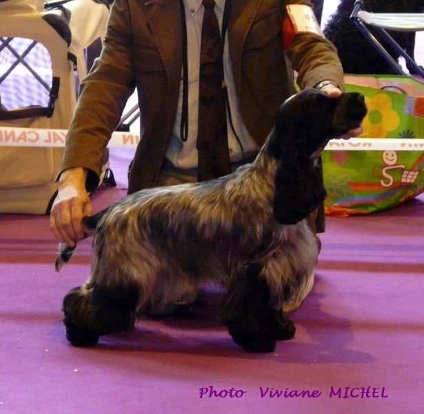 TR. CH. Full moon hazel Des grandes edennes - 1ère Excellent - Classe Travail - CACS - CACIB - Meilleure de Race