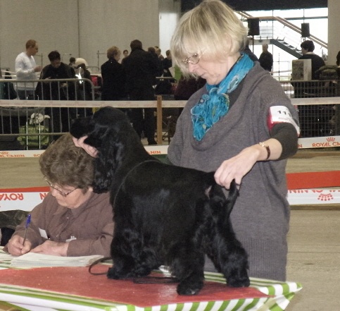 TR. CH. Ebony cherie noire Des grandes edennes - 1ère Excellent Classe Intermédiaire - CACS
