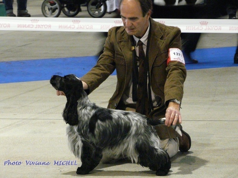 TR. CH. Full moon hazel Des grandes edennes - 1ère Excellent Classe Champion - CACIB - MEILLEURE de RACE