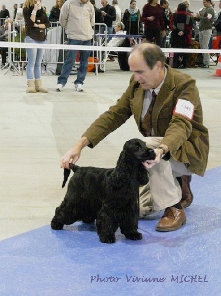 TR. CH. Ebony cherie noire Des grandes edennes - 1ère Excellent Classe Champion ResCACIB