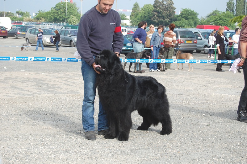 Auckland De la baie bonavista - 1er excellent CACS Meilleur de race