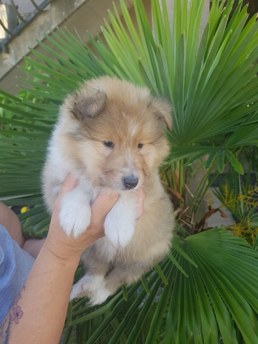 CHIOT 3 - Colley à poil long