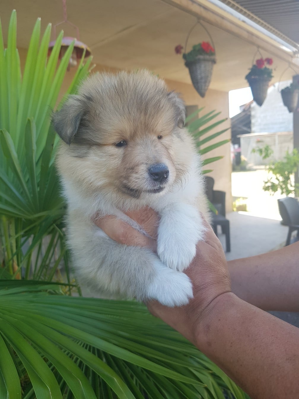 CHIOT 4 - Colley à poil long