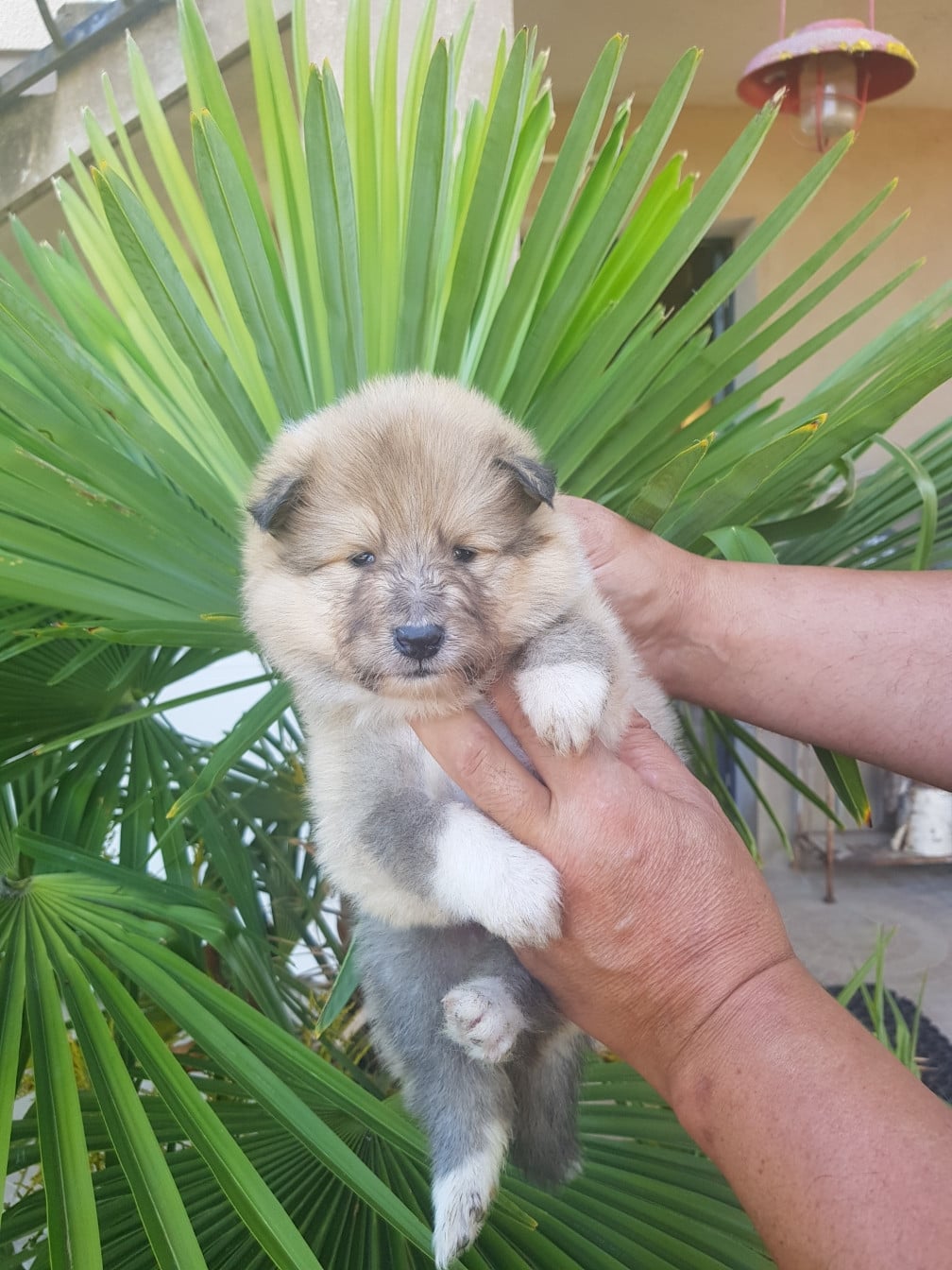 Chiot N°3 - Colley à poil long