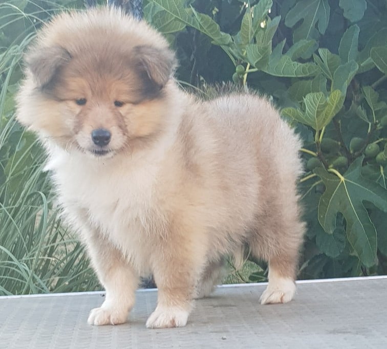 Chiot N°3