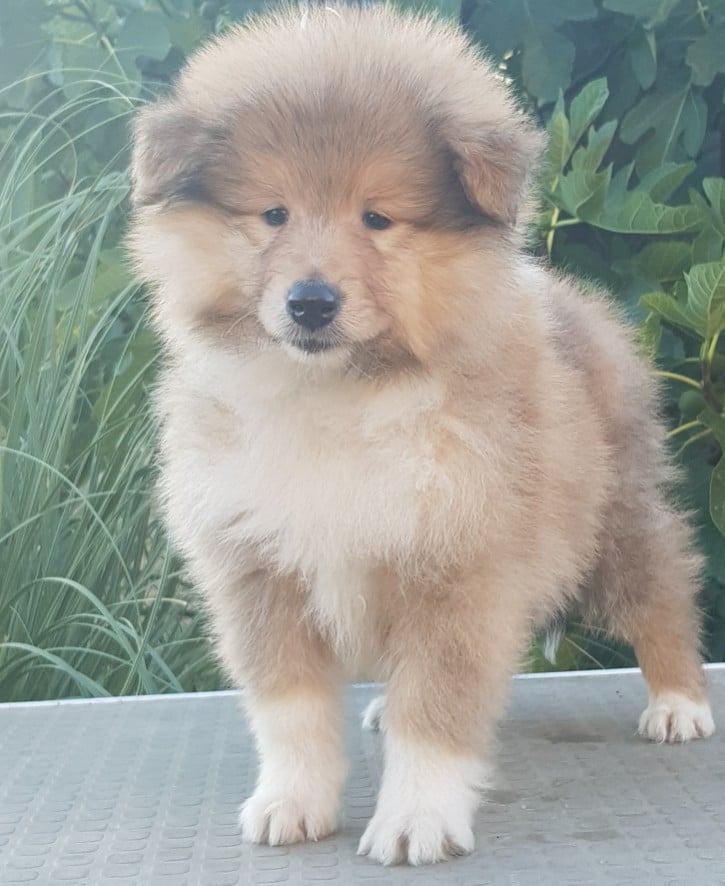 Chiot N°1