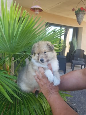 Les chiots de Colley à poil long