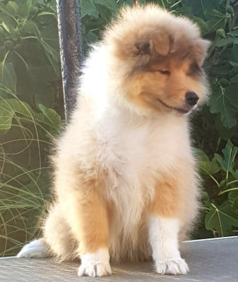CHIOT 4 - Colley à poil long