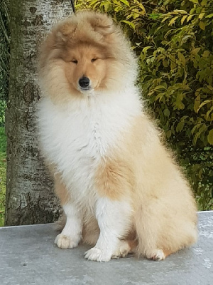 Les chiots de Colley à poil long