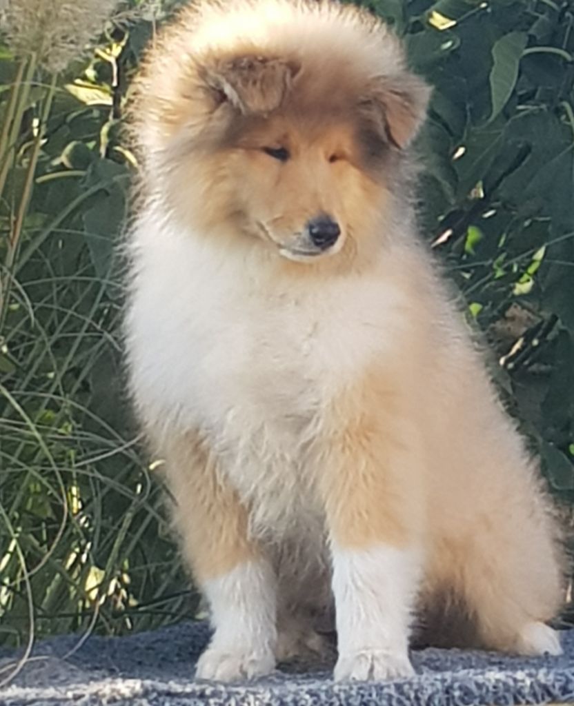 Colley à poil long - of River Tweed