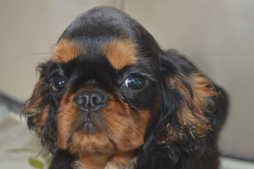 Paco - King Charles Spaniel