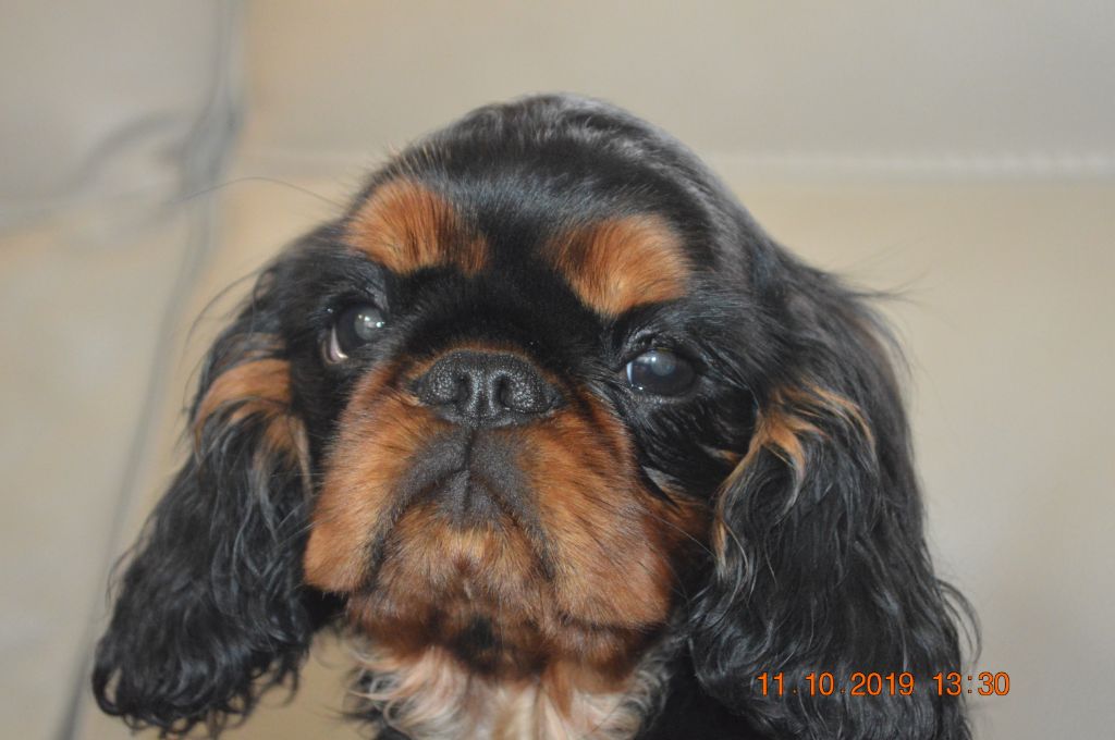 Penny Lane - King Charles Spaniel