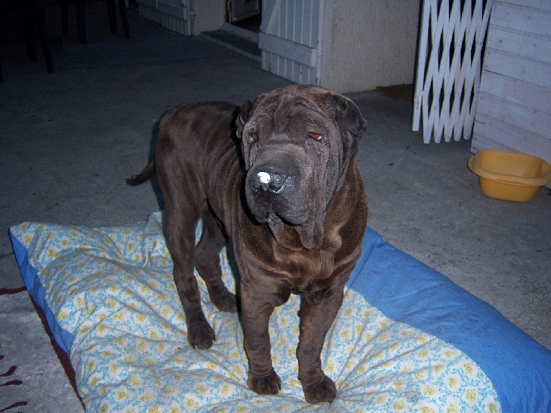 Publication : du Dharma de Gautama