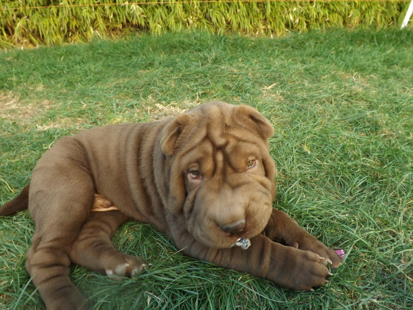 ARISTOTE - Shar Pei