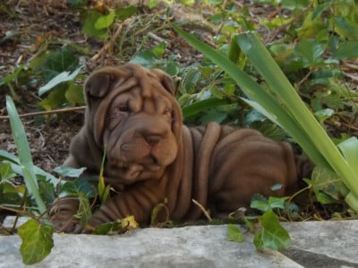 Les chiots de Shar Pei