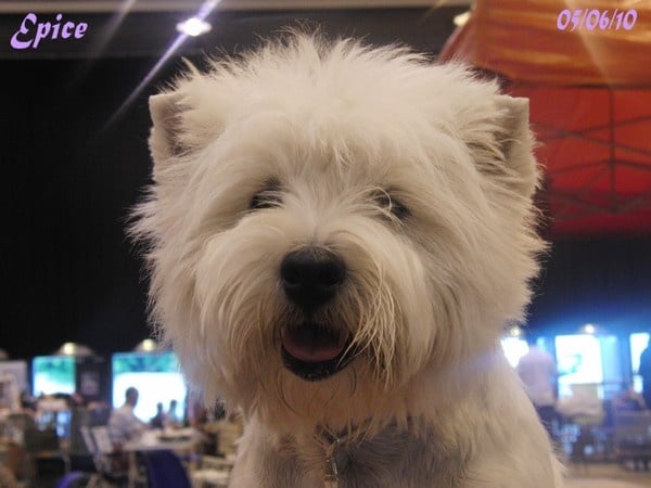 Allthunder Epice hurricane dancer - 1ere Excellent - CACS