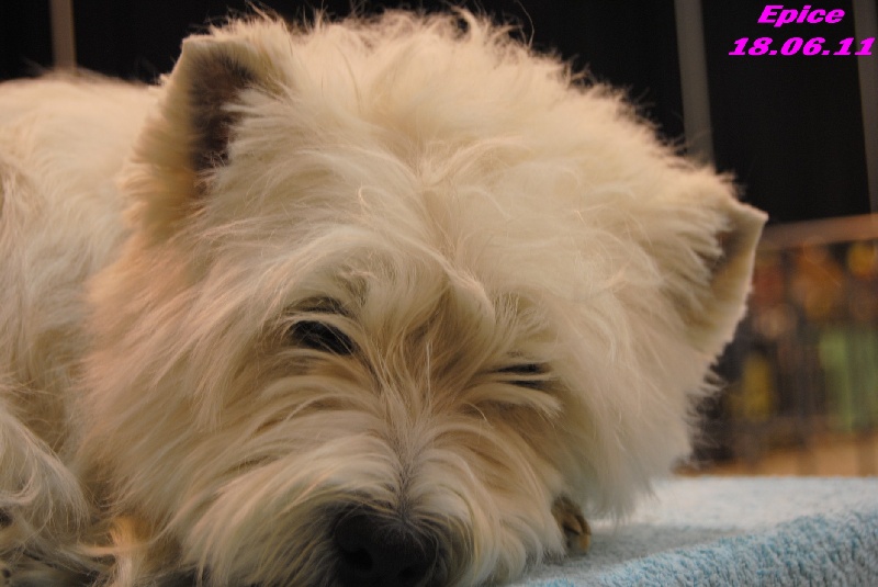 Allthunder Epice hurricane dancer - 1er Excellent - CACS -COF