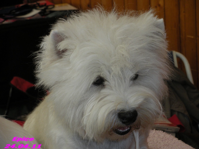 Allthunder Epice hurricane dancer - 2ème Excellent - RCACS - COF