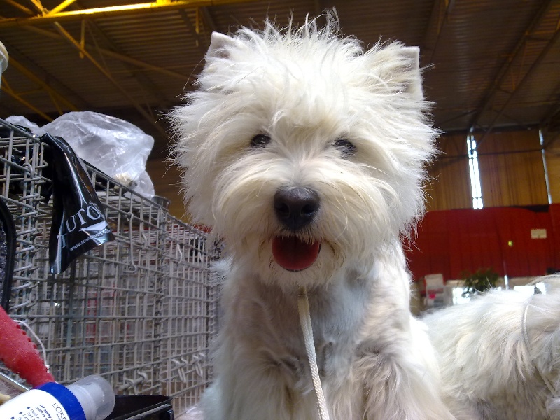 Allthunder Epice hurricane dancer - 1ere Excellent