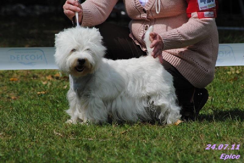 Allthunder Epice hurricane dancer - 3ème Excellent COF