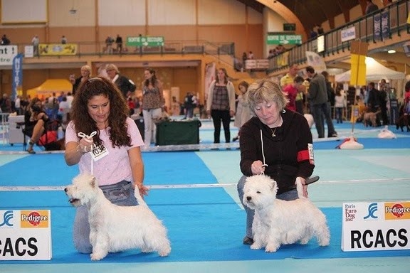 Allthunder Epice hurricane dancer - 1ère Excellent - RCACS - CIF