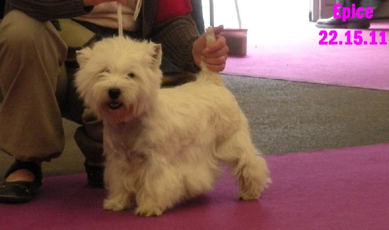 Allthunder Epice hurricane dancer - 3ème Excellent COF