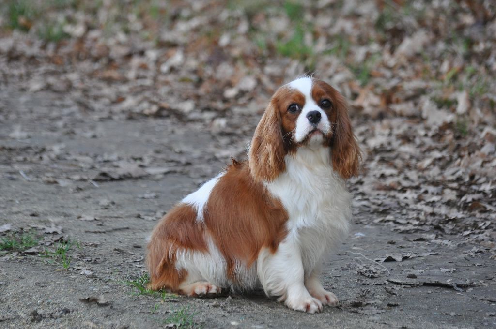 Publication : des jardins de montet Auteur : LF