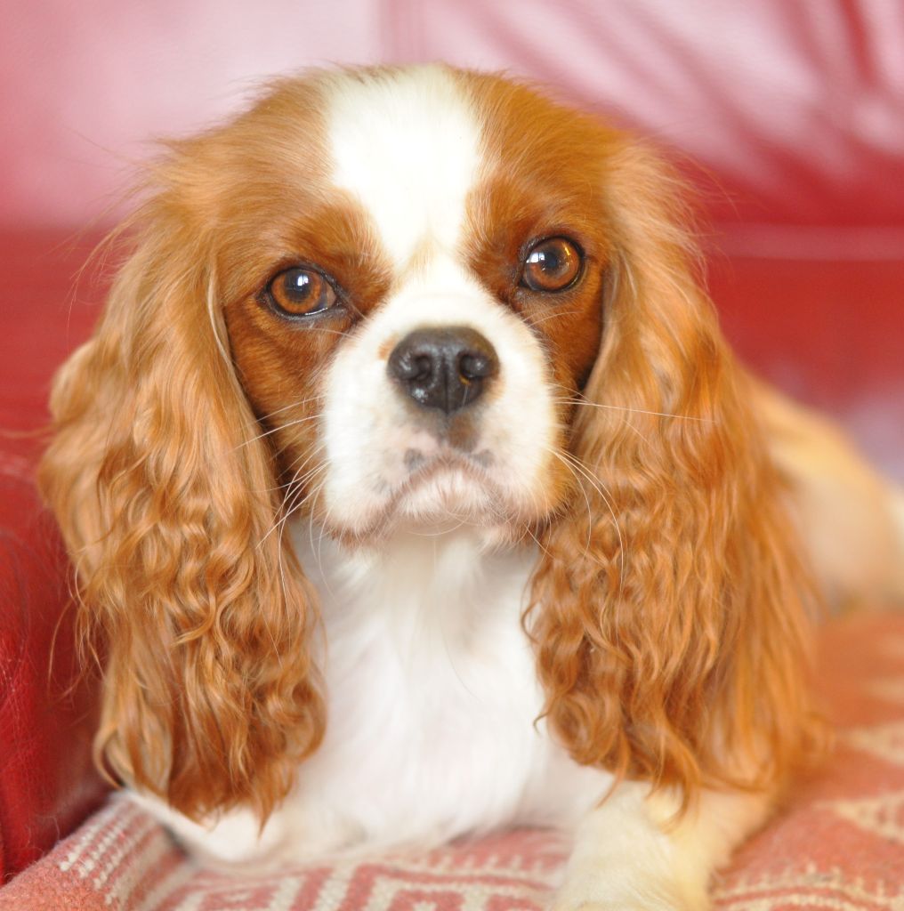 Publication : des jardins de montet Auteur : LF