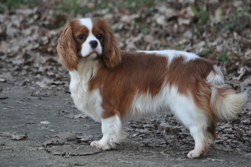 Publication : des jardins de montet Auteur : LF