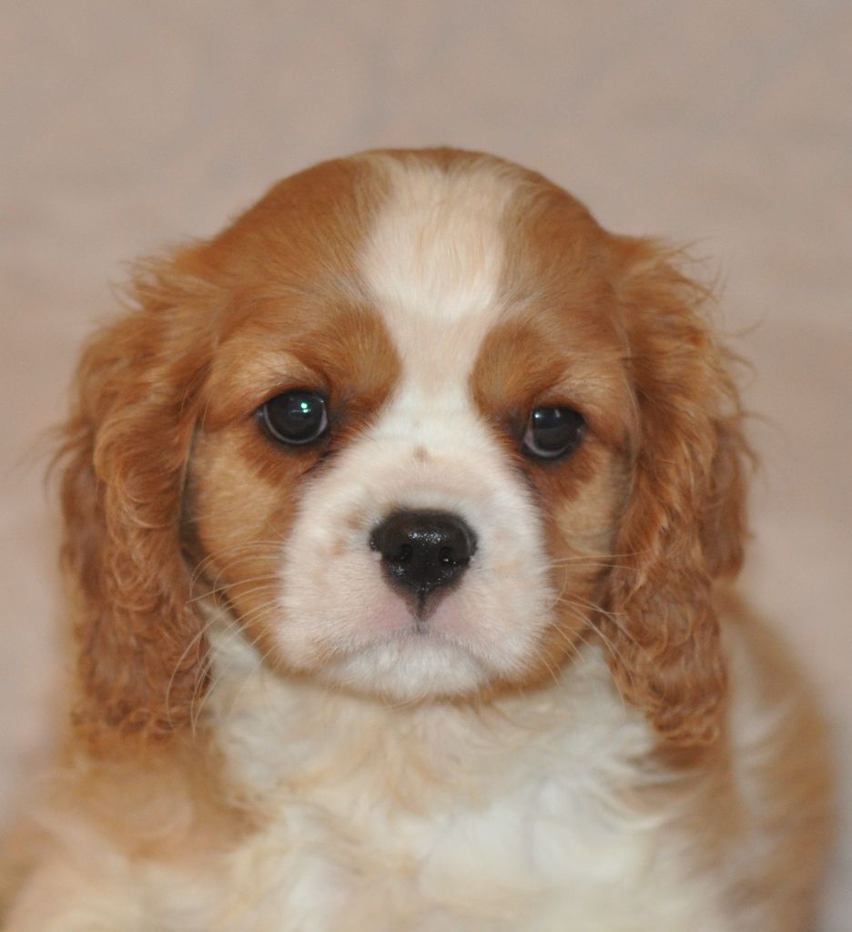 ONLY YOU - Cavalier King Charles Spaniel