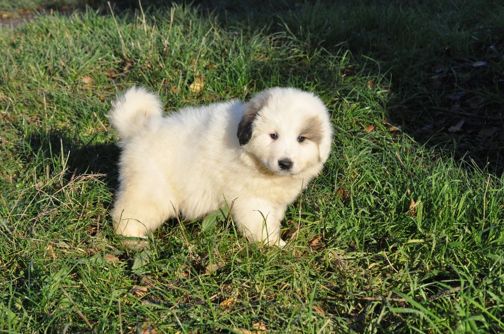 CHIOT - Chien de Montagne des Pyrenees