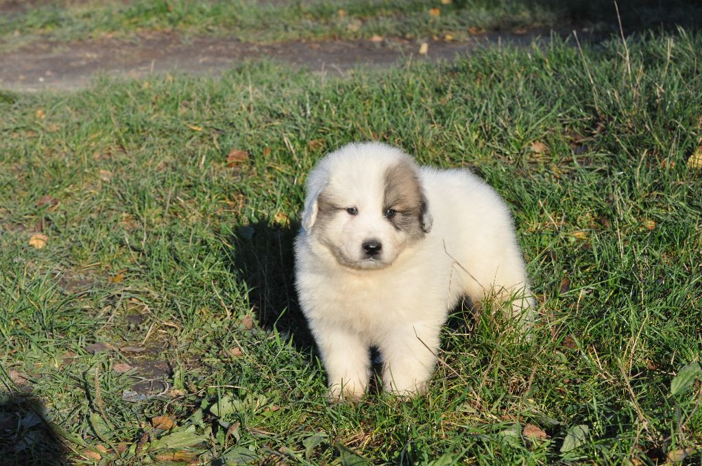 CHIOT - Chien de Montagne des Pyrenees