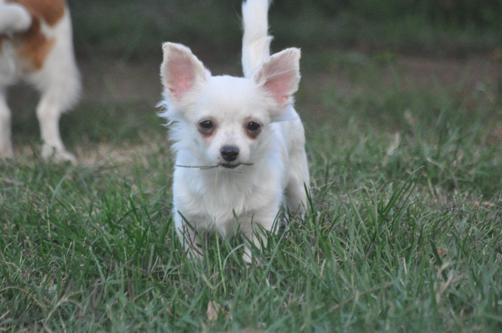 Chiot Chihuahua, OUCHKA, femelle disponible en CentreVal