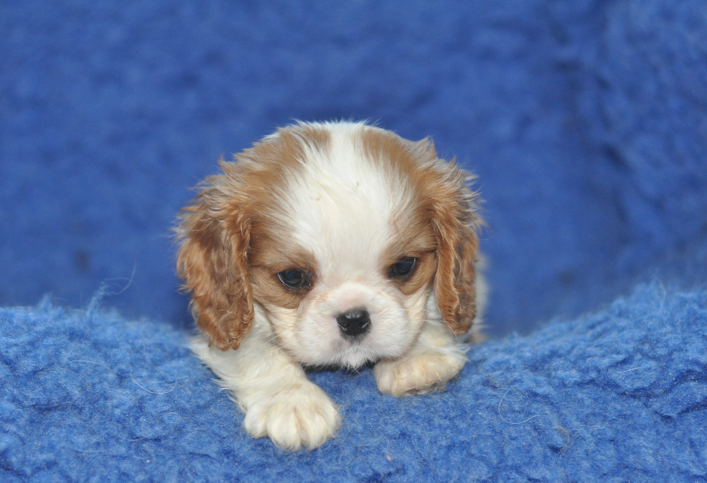 Cavalier King Charles Spaniel - des jardins de montet