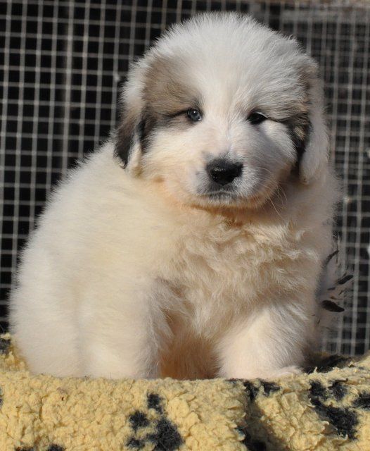 CHIOT - Chien de Montagne des Pyrenees