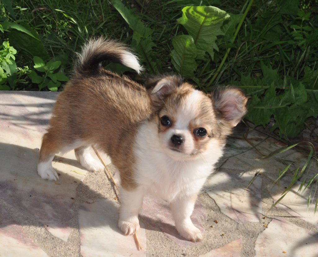 Chiot Chihuahua, OUCHKA, femelle disponible en CentreVal