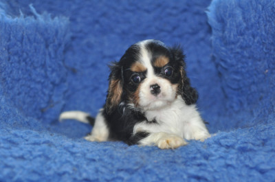 Les chiots de Cavalier King Charles Spaniel