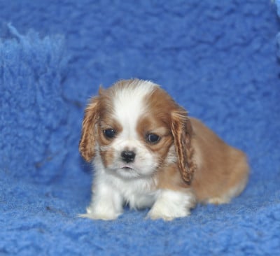 Les chiots de Cavalier King Charles Spaniel