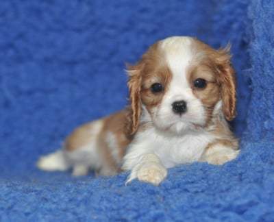 Les chiots de Cavalier King Charles Spaniel