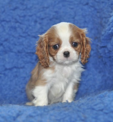 Les chiots de Cavalier King Charles Spaniel