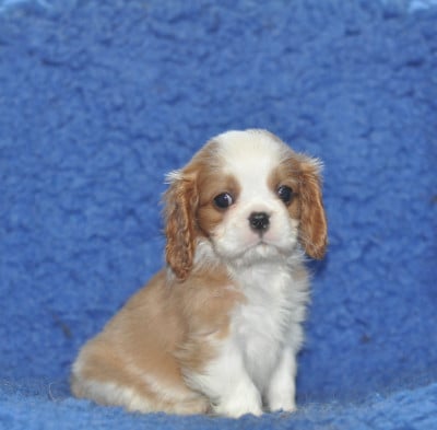 Les chiots de Cavalier King Charles Spaniel