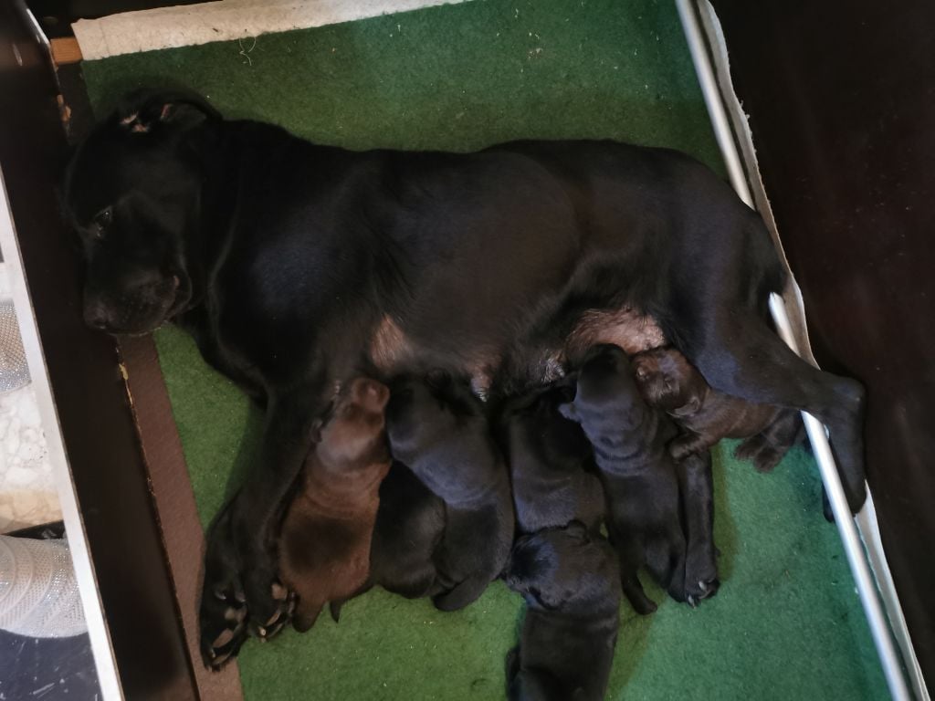 Labrador Retriever - de la Pommeraie