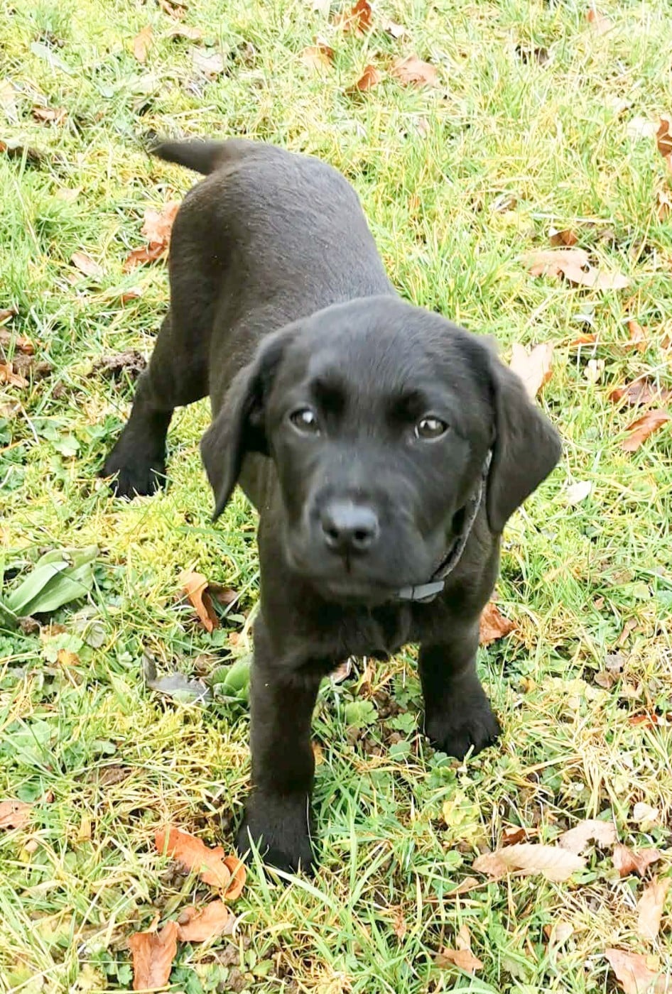 Labrador Retriever - de la Pommeraie