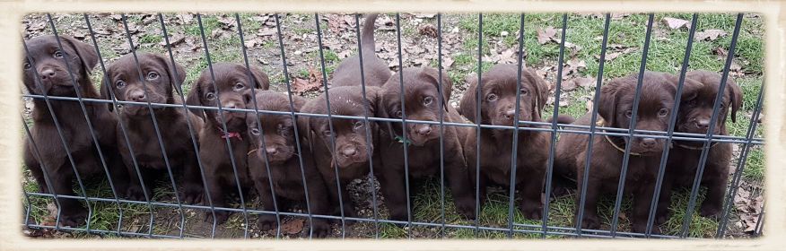 chiot Labrador Retriever de la Pommeraie