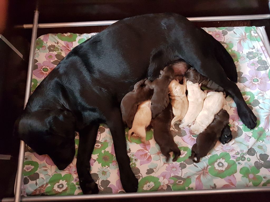chiot Labrador Retriever de la Pommeraie