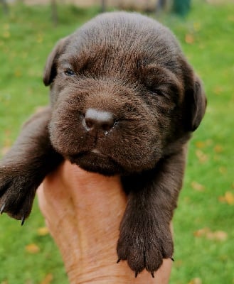 Les chiots de Labrador Retriever
