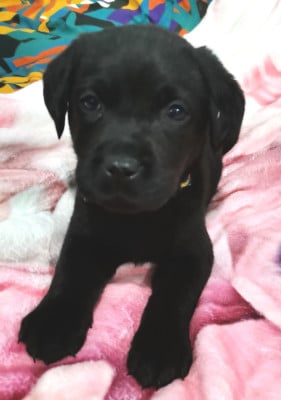 Les chiots de Labrador Retriever